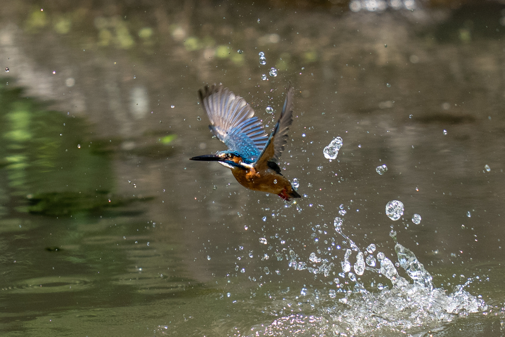 ゴールデンウィークのカワセミ