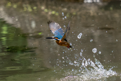 ゴールデンウィークのカワセミ