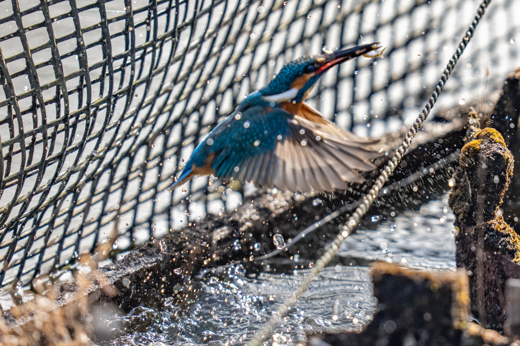 生簀ダブルの瞬間