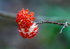 赤花ミツマタ