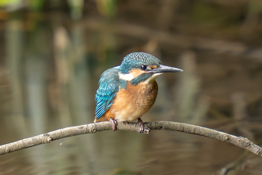 カワセミの生活