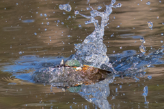 月曜のカワセミ