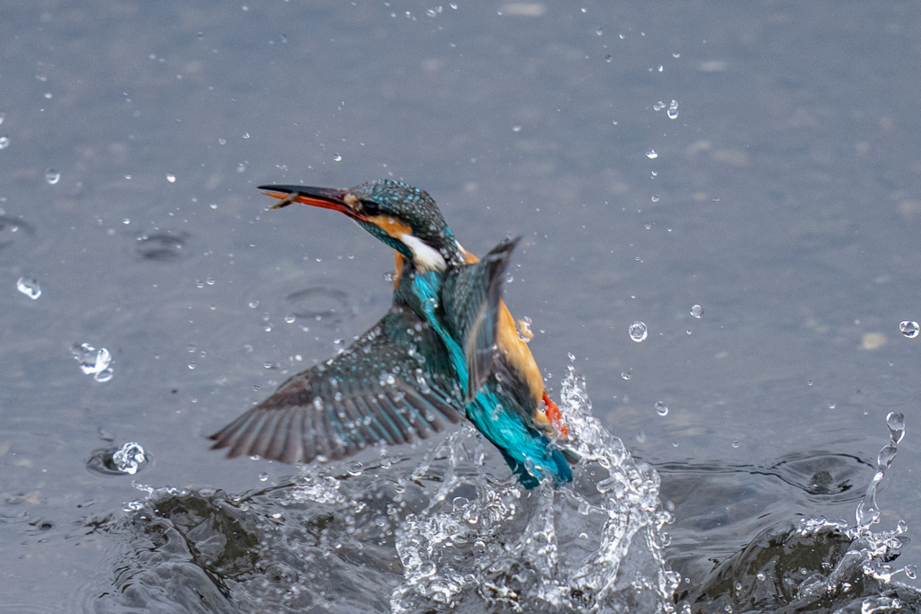 今日のカワセミ
