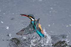 今日のカワセミ