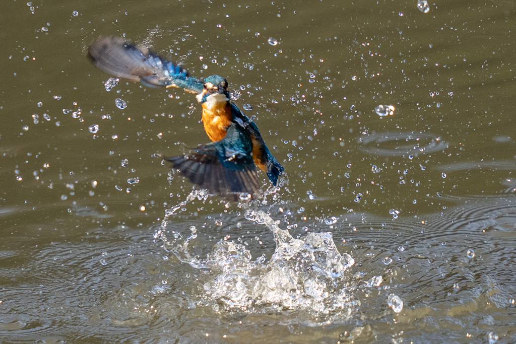 今日のカワセミ
