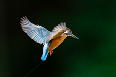 カワセミ凧・弐ノ型
