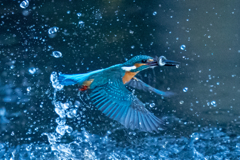 今日のカワセミ　日没