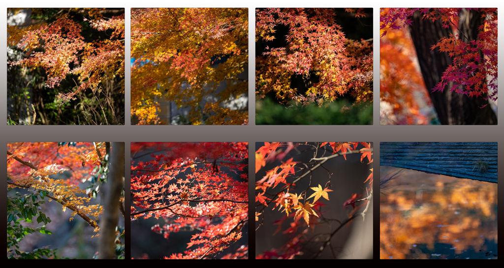 真冬の紅葉八景