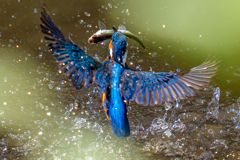 カワセミの生活