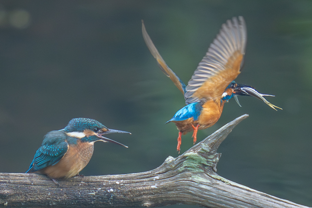 カワセミの生活