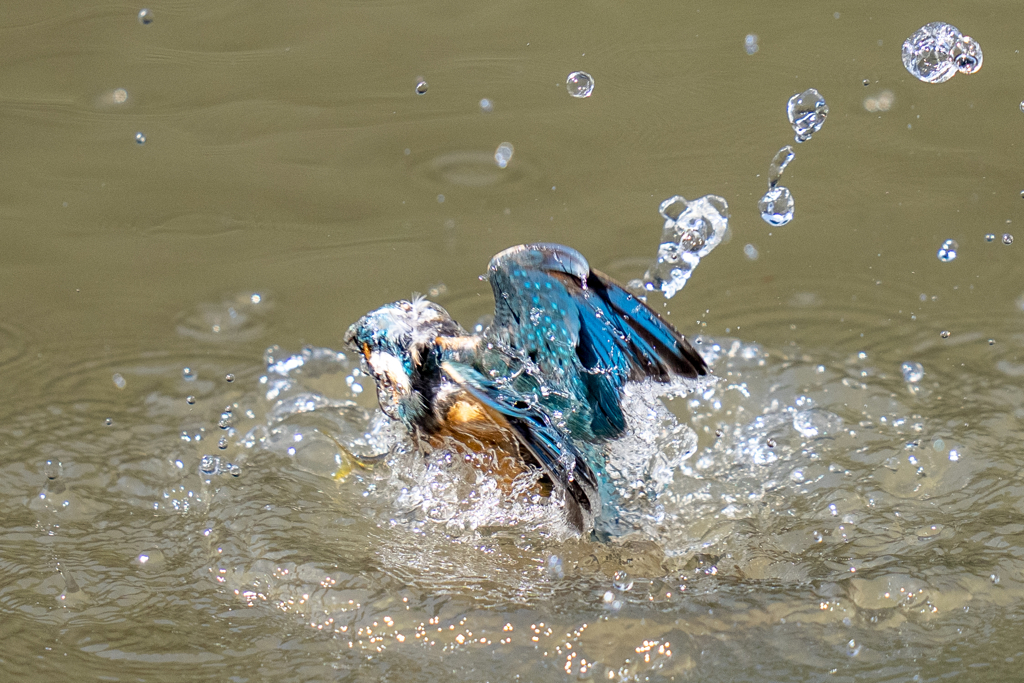 今日のカワセミ