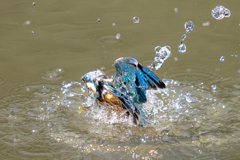 今日のカワセミ