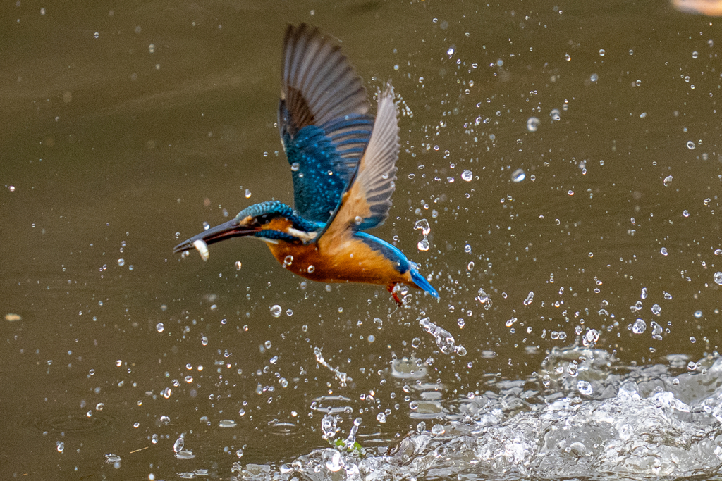 先週のカワセミ