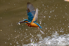 先週のカワセミ