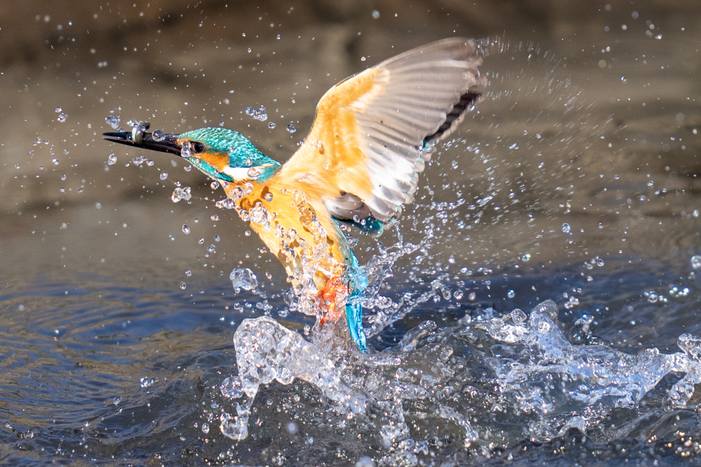 晴れの日カワセミ