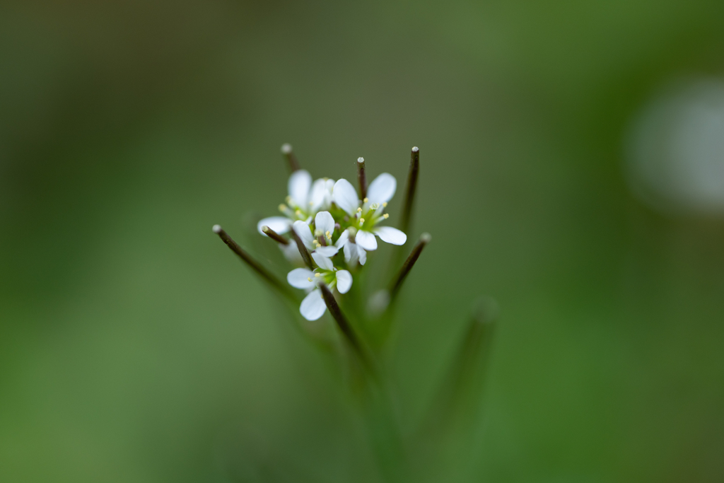 野草の時間