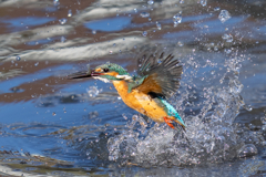 去年のカワセミ