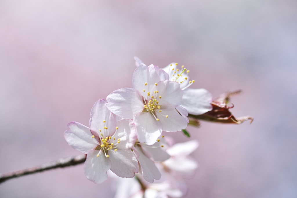 桜のかんざし…