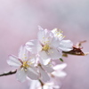 桜のかんざし…