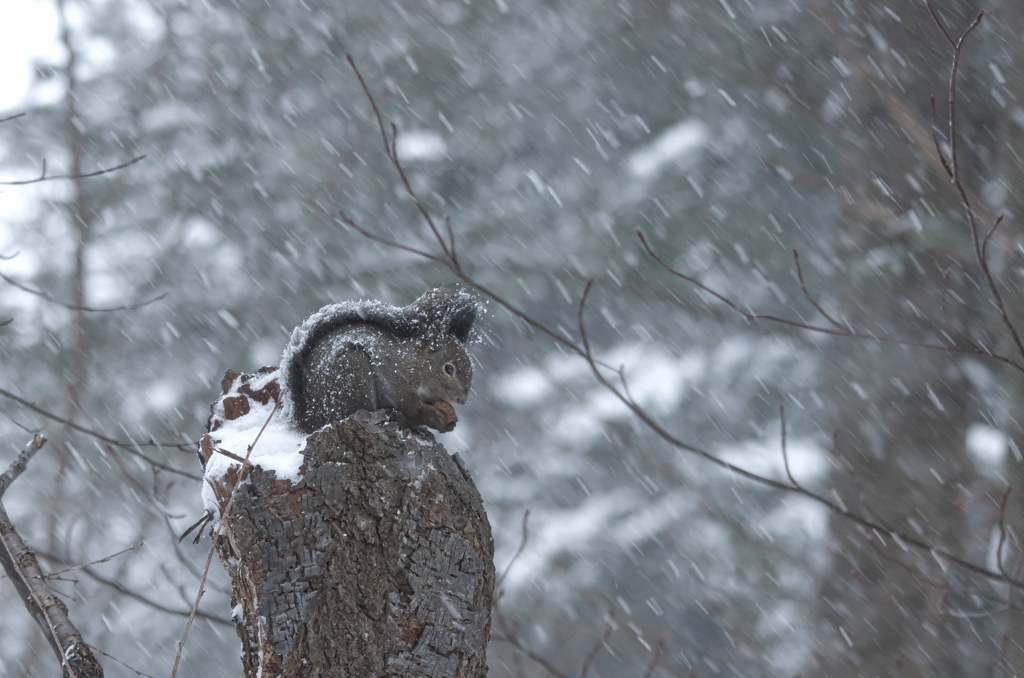 雪の中…