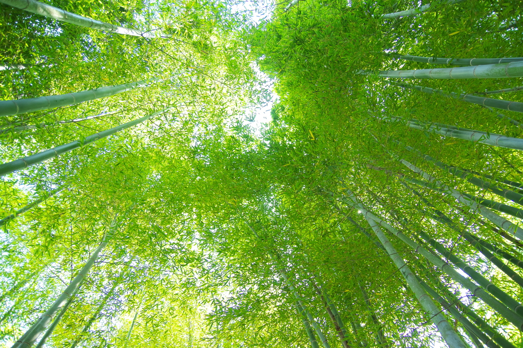 初めての竹林…