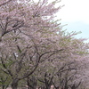 今年の見納め…
