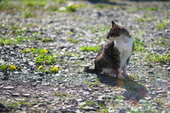 やっぱムリ…