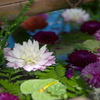 花手水　天竺牡丹...