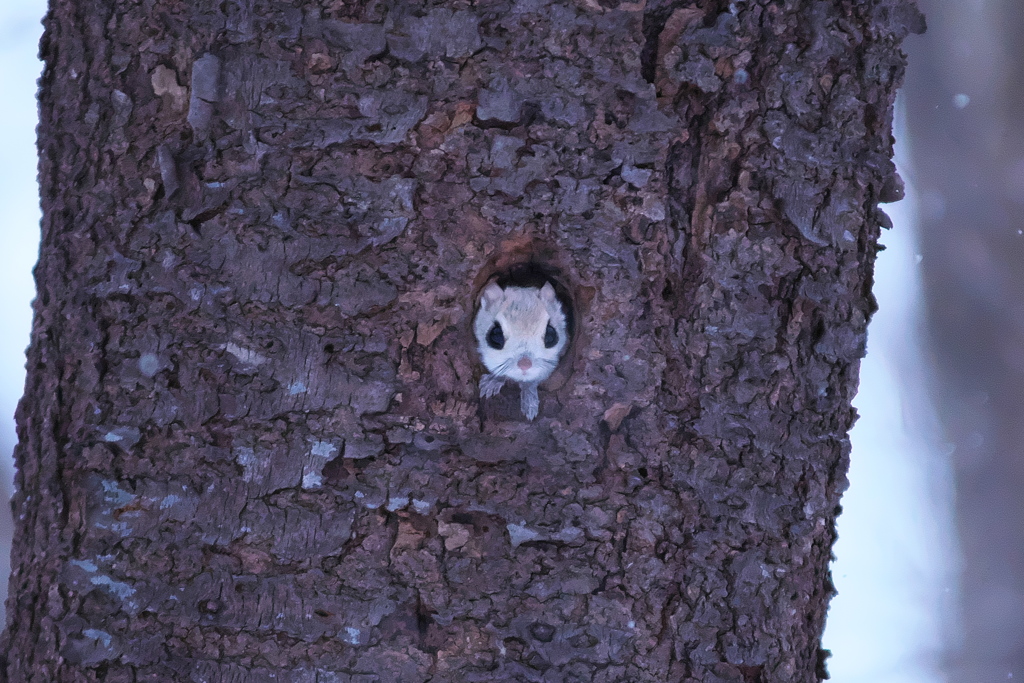 何の用？…