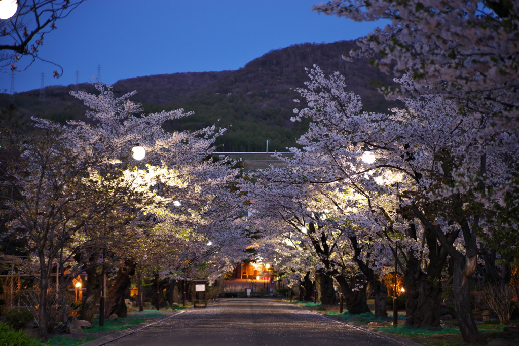 ちょっとした桜並木…