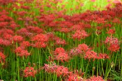 曼珠沙華