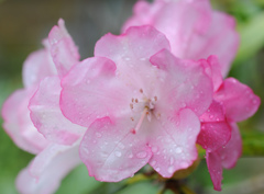 雨中の石楠花