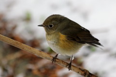 ルリビタキ幼鳥