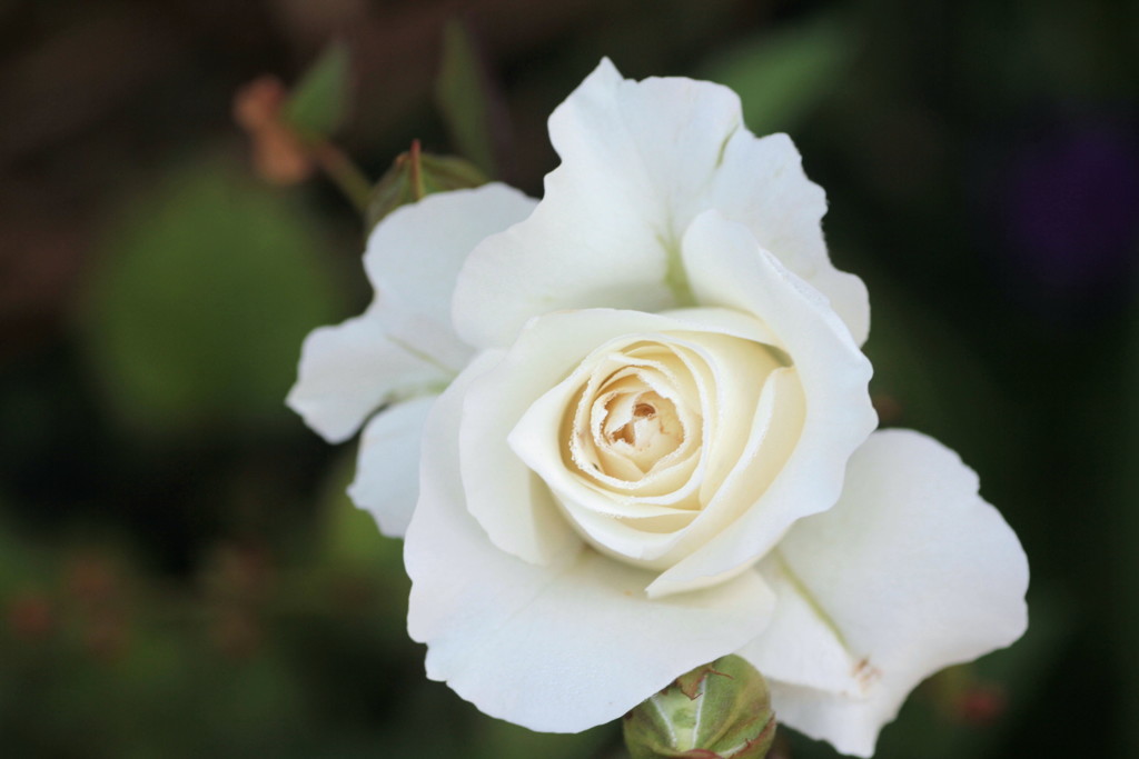 白薔薇