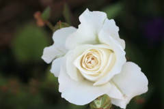 白薔薇