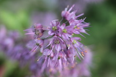 ラッキョウの花