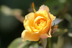 薔薇