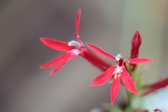 紅花サワギキョウ