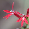 紅花サワギキョウ