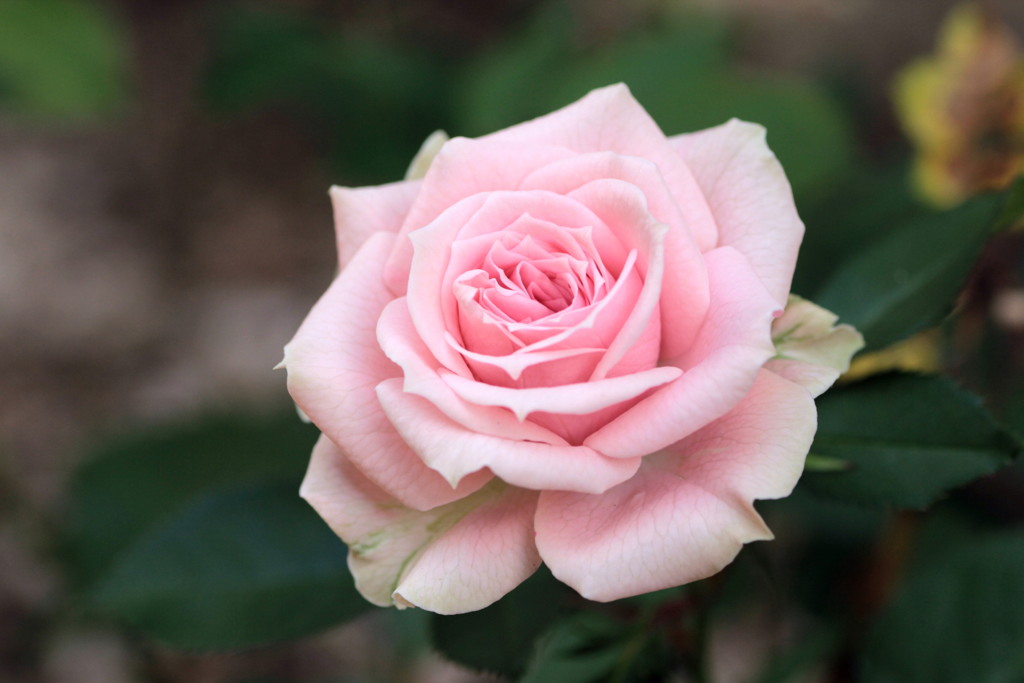 薔薇