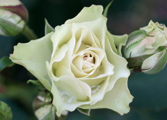 薔薇