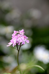 エノモトチドリ　紫宝