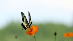 キバナコスモスと蝶