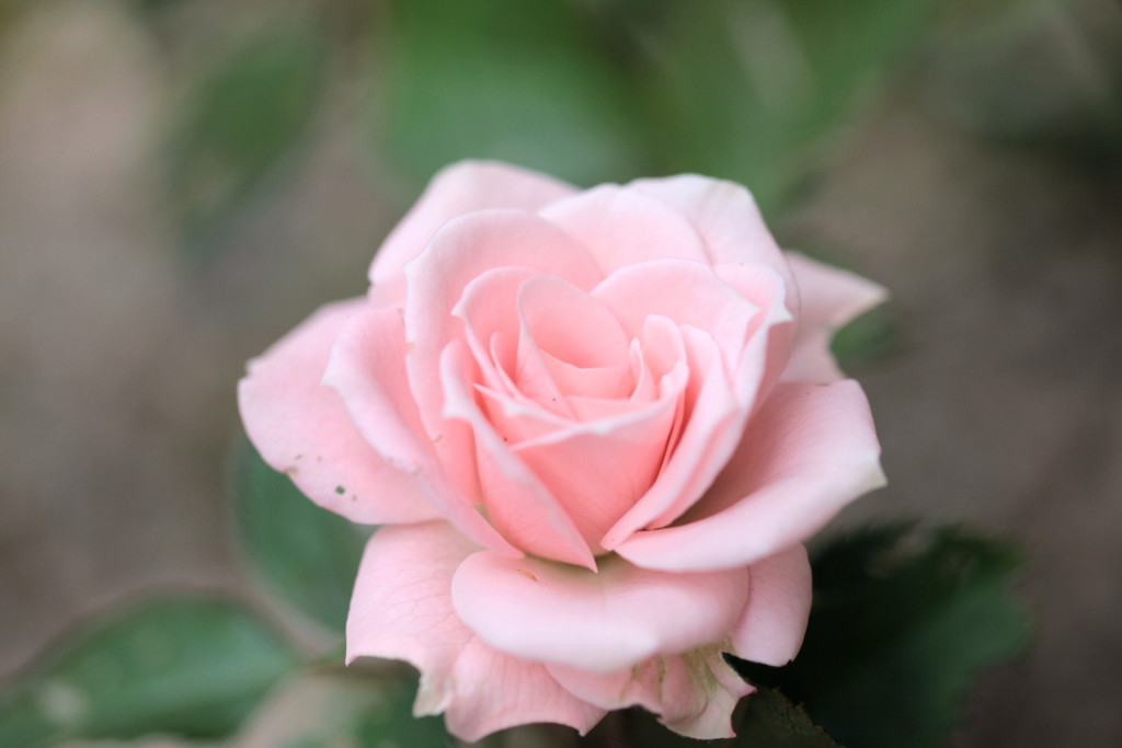 薔薇