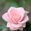 薔薇