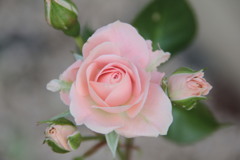 薔薇