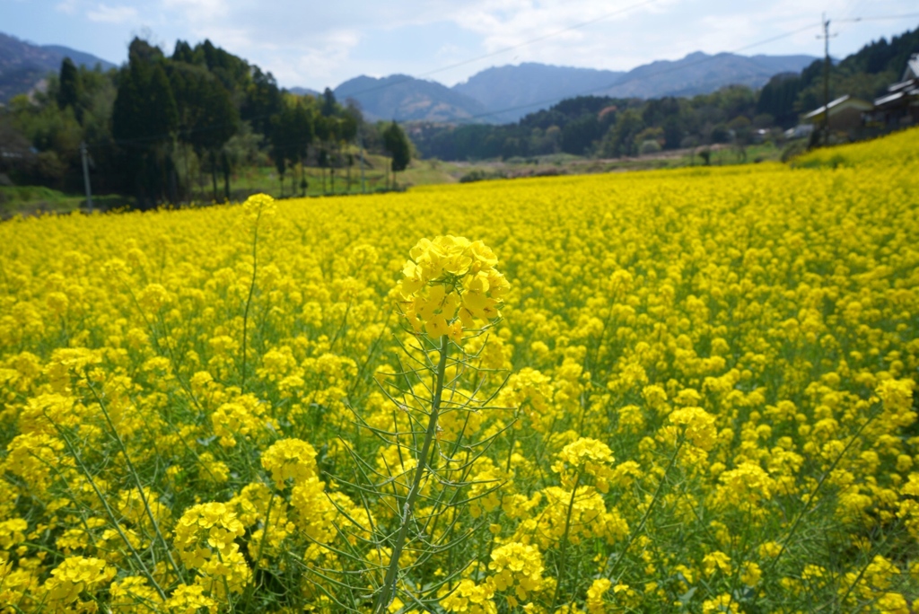 菜の花