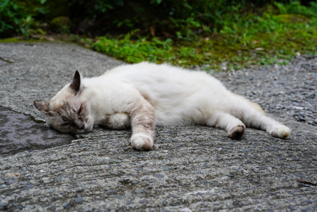 うきはのニャンコ