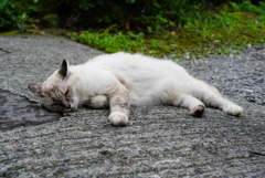 うきはのニャンコ