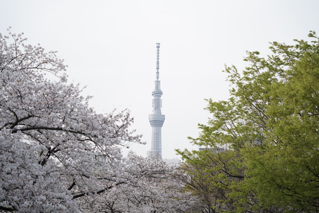 スカイツリー